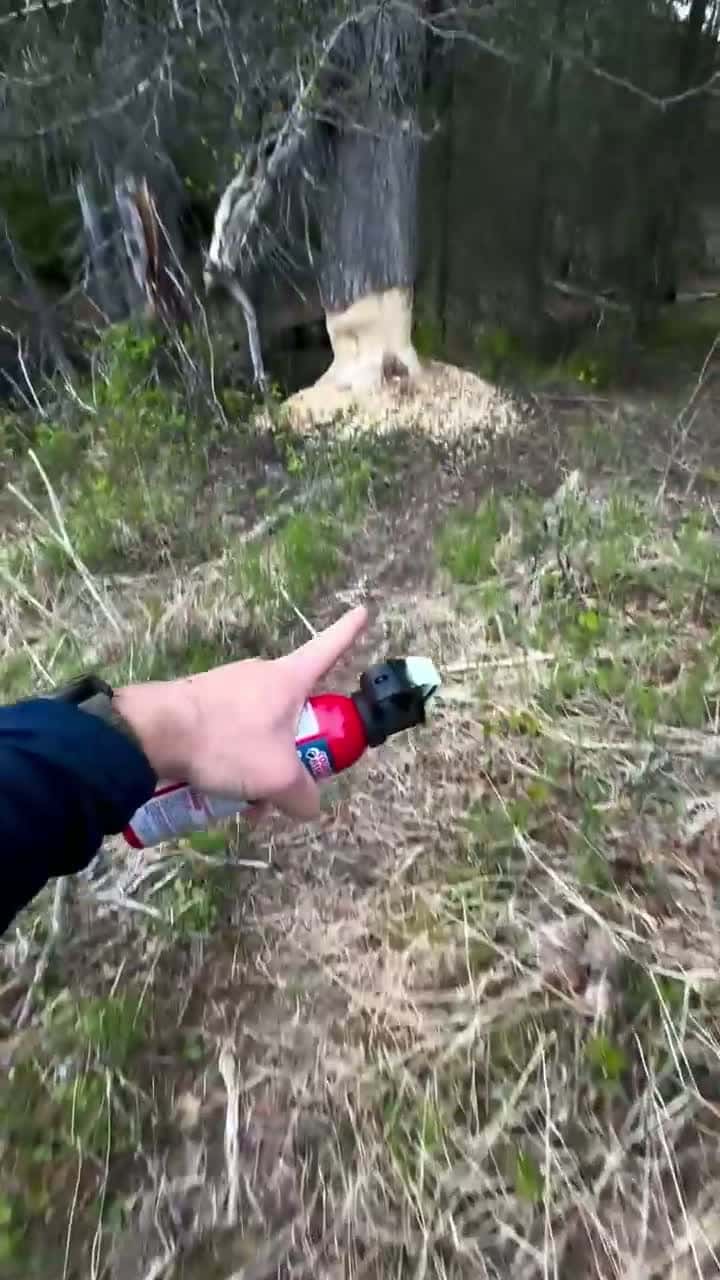 Cover for What Could have caused This one 