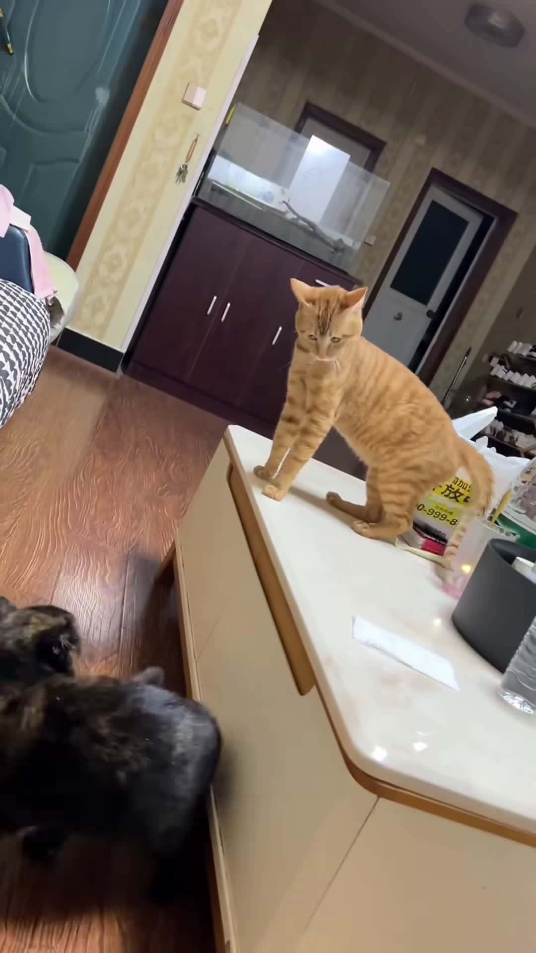 Cover for Cats are good at sneak attacks #funnyvideos #pet #fyp #catsoftiktok #cute #tiktok #fyp #funny