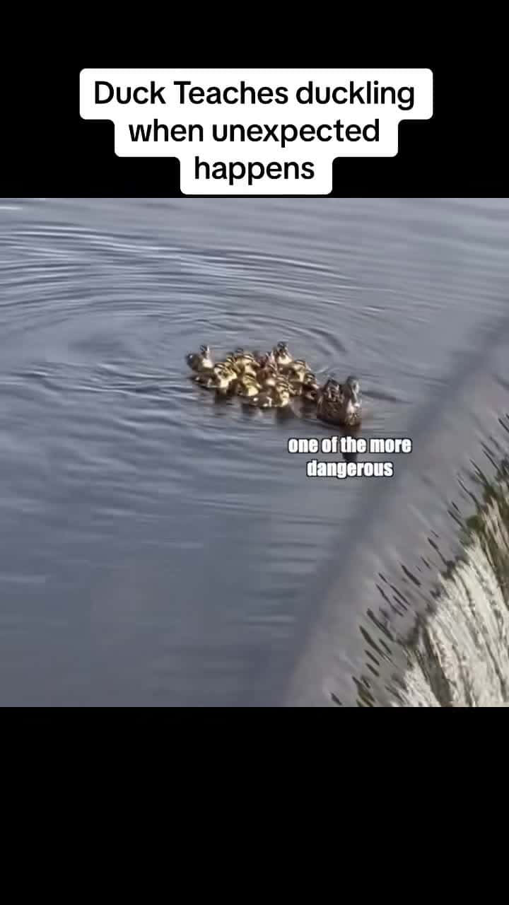 Cover for Funny Animal Voiceovers - Ep. 28  Duck vid from @DanielleRachael121