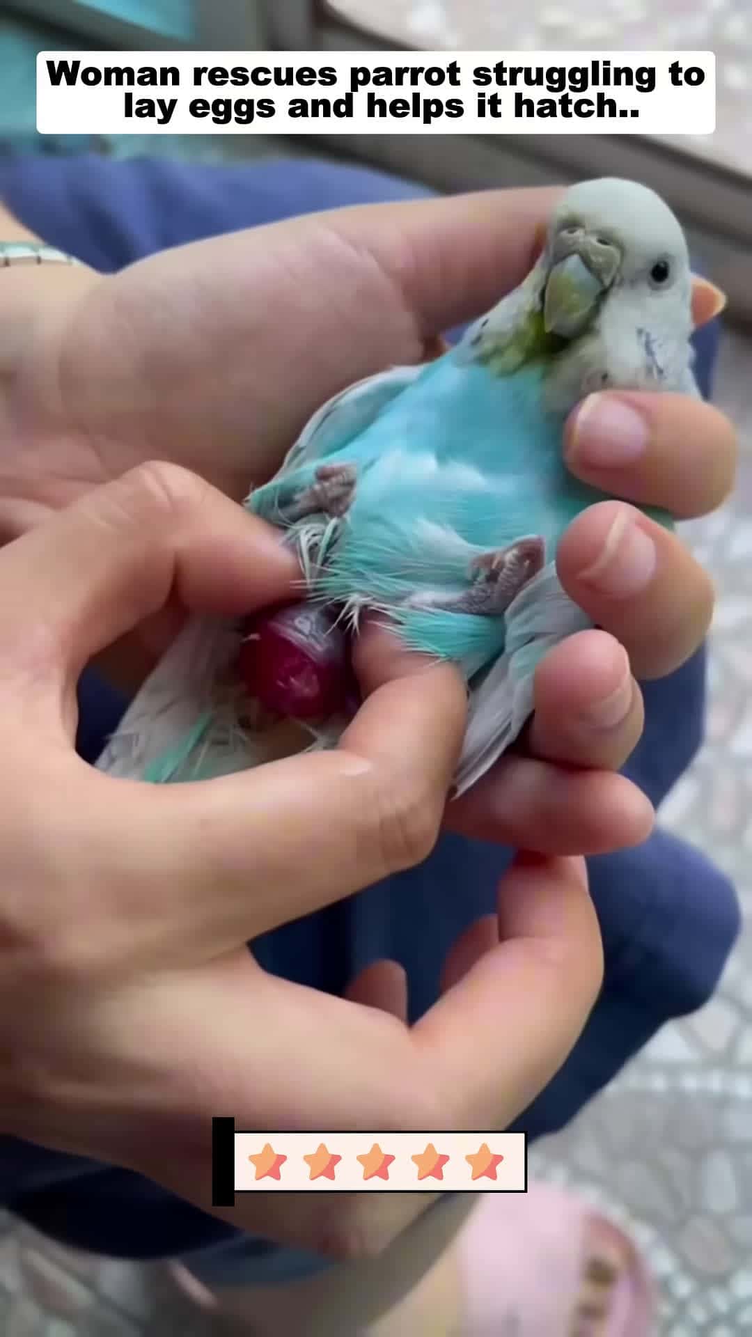 Cover for Woman rescues parrot struggling to lay eggs and helps it hatch parrot babyparrot short