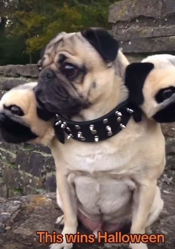 Cover for #halloween #costume #fancydress # # #fun #funnymoments #funnyvideos #dog #dogsoftiktok #animals #following #follower