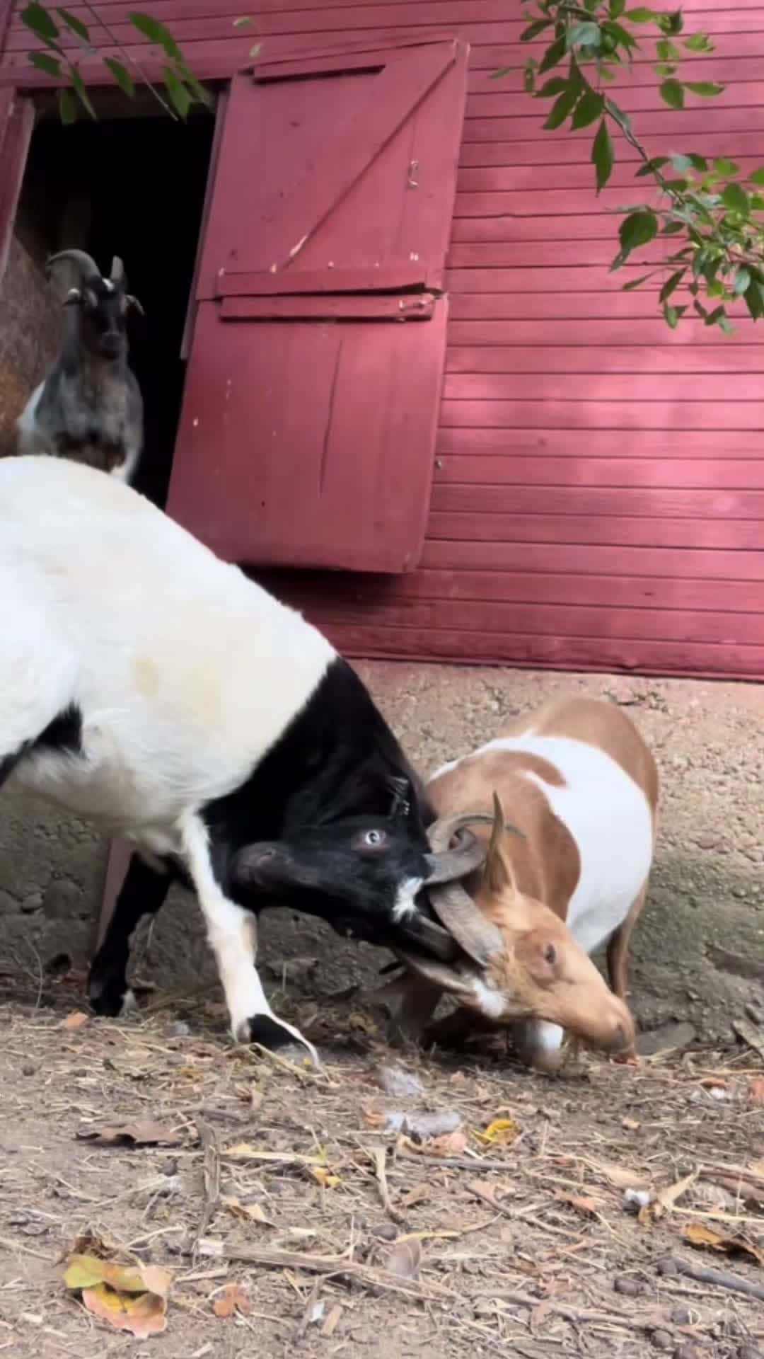 Cover for Fighting goats