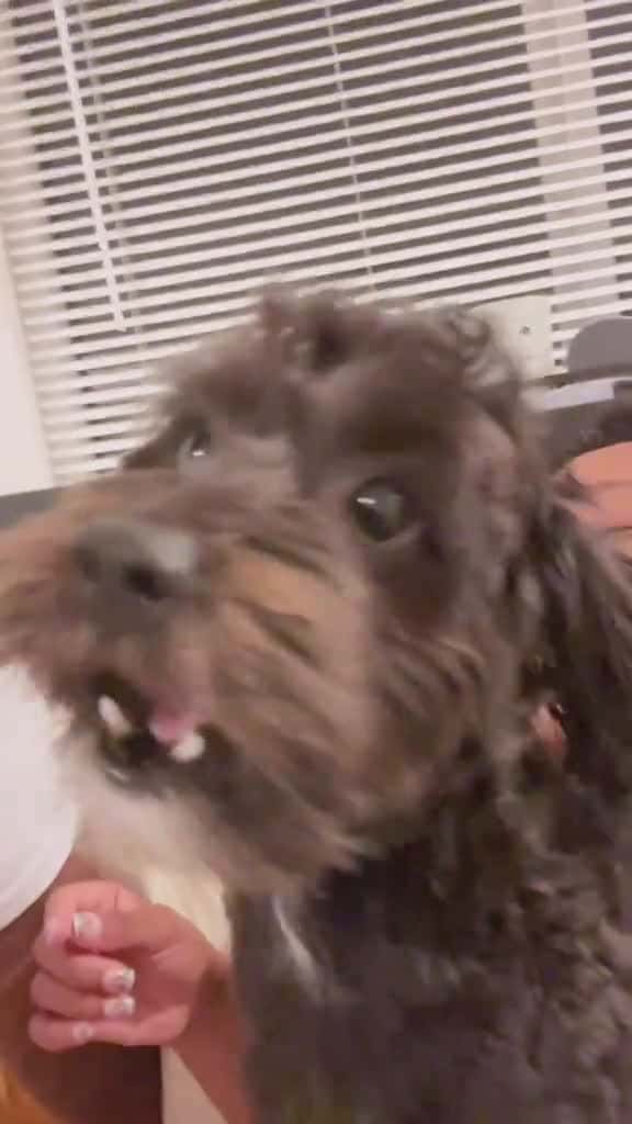 Cover for No dogs need all the love fyp dog dogs doglover dogsoftiktok 77918 #ilovescoopz