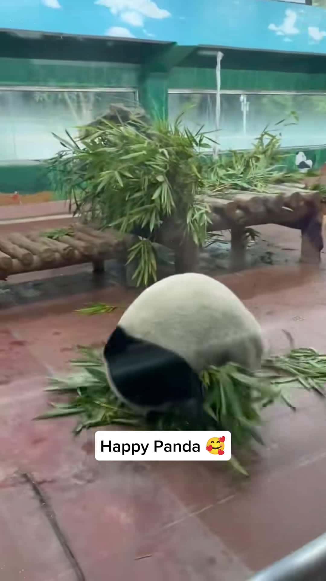 Cover for 34545....happy pandas🥰🥰 #panda #pandasoftiktok #cuteanimals #fyp 