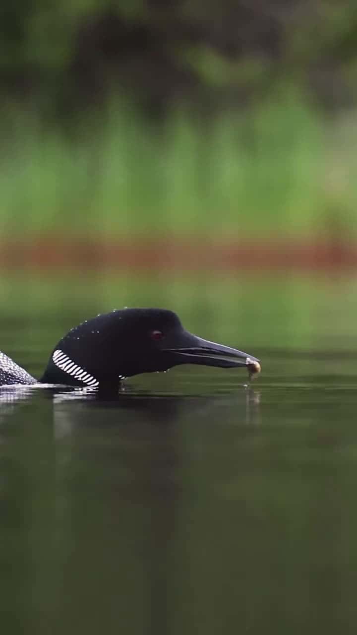 Cover for Common loon chick being fed just before sunrise