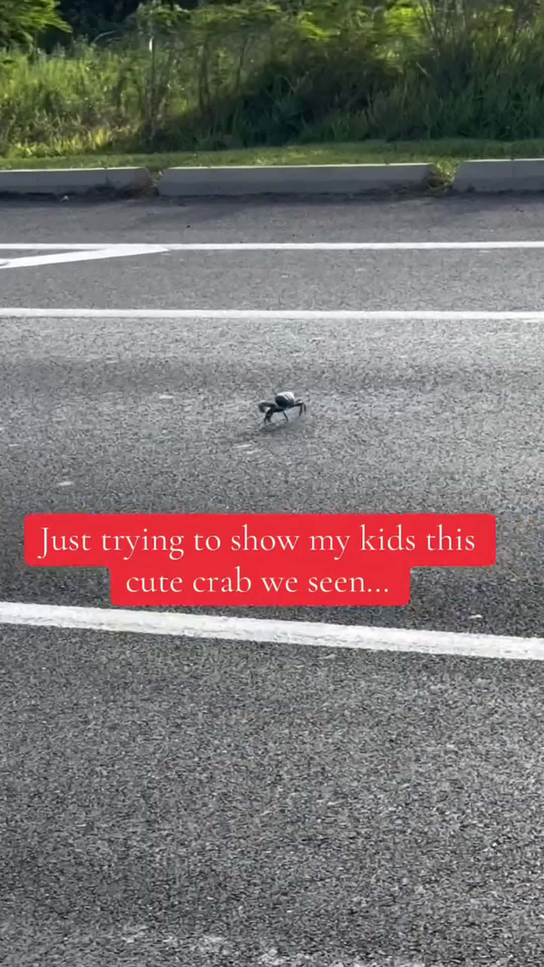 Cover for He tried running away but it was too late 🥲#crab #incident #lifelesson