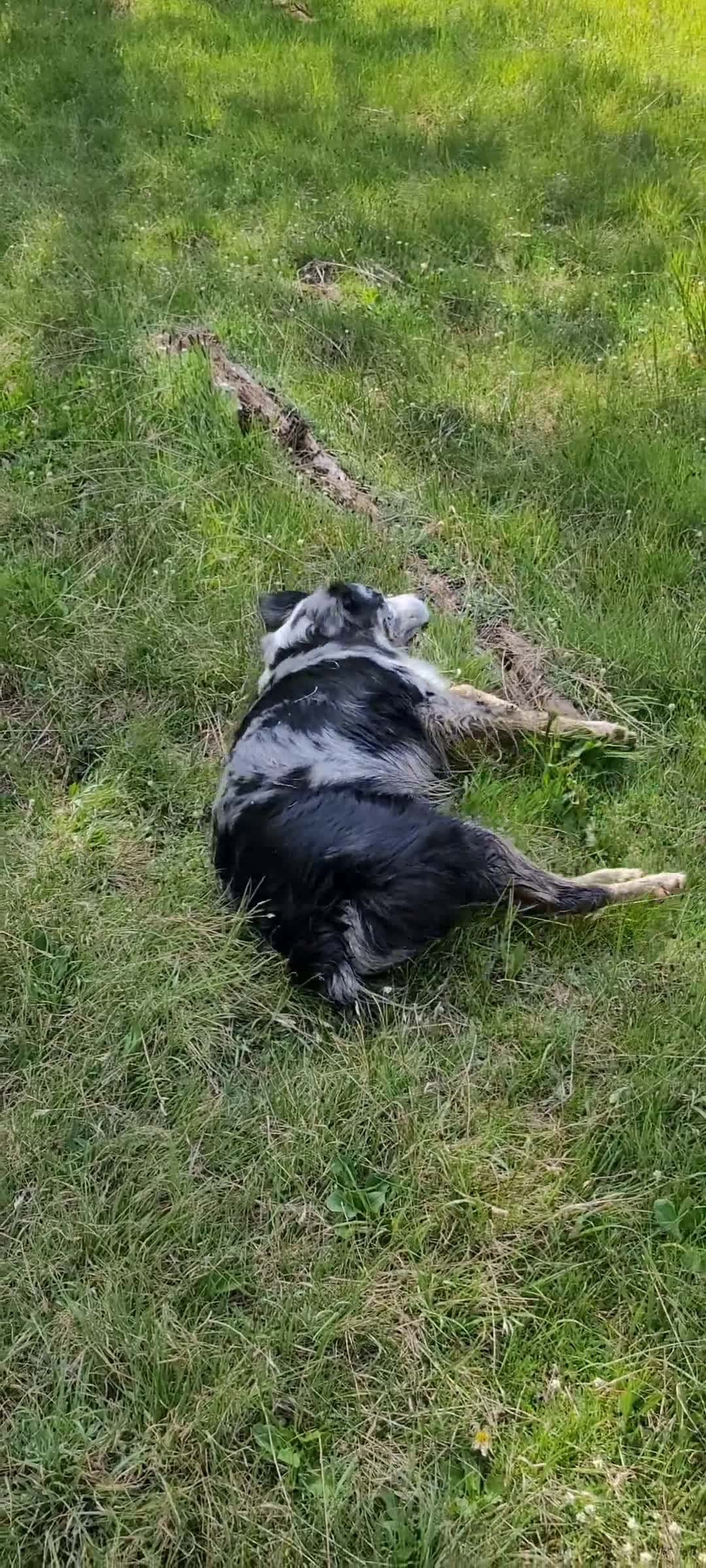 Cover for noki is tired of the bugs 😜  #hiking  #hikingadventures  #hikingwithdogs  #mountains  #bugs  #nature  #dogs  #australianshepherd 