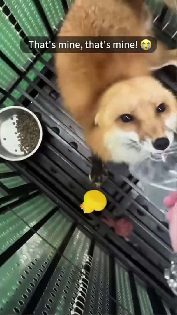Cover for Funny fox 🦊🤣 #funnyshorts #funny #funnyanimals #pets #animals #cute #fyp #funnyvideo #usa #fox