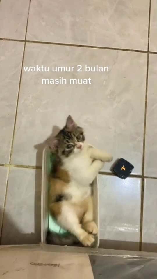 Cover for Bukan bukan, itu boxnya yang mengecil Cr TT abulgemoy