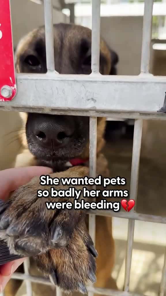 Cover for Dog Injures Herself Trying To Get Pets At The Shelter dog dogsoftiktok animals 25998 #followMe