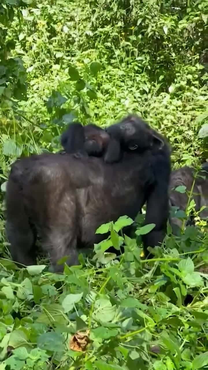 Cover for Having fun and a free ride at the same Get ready to experience this and more this summer by booking a gorilla safari with us Click the contac tab on our profile for inquiries