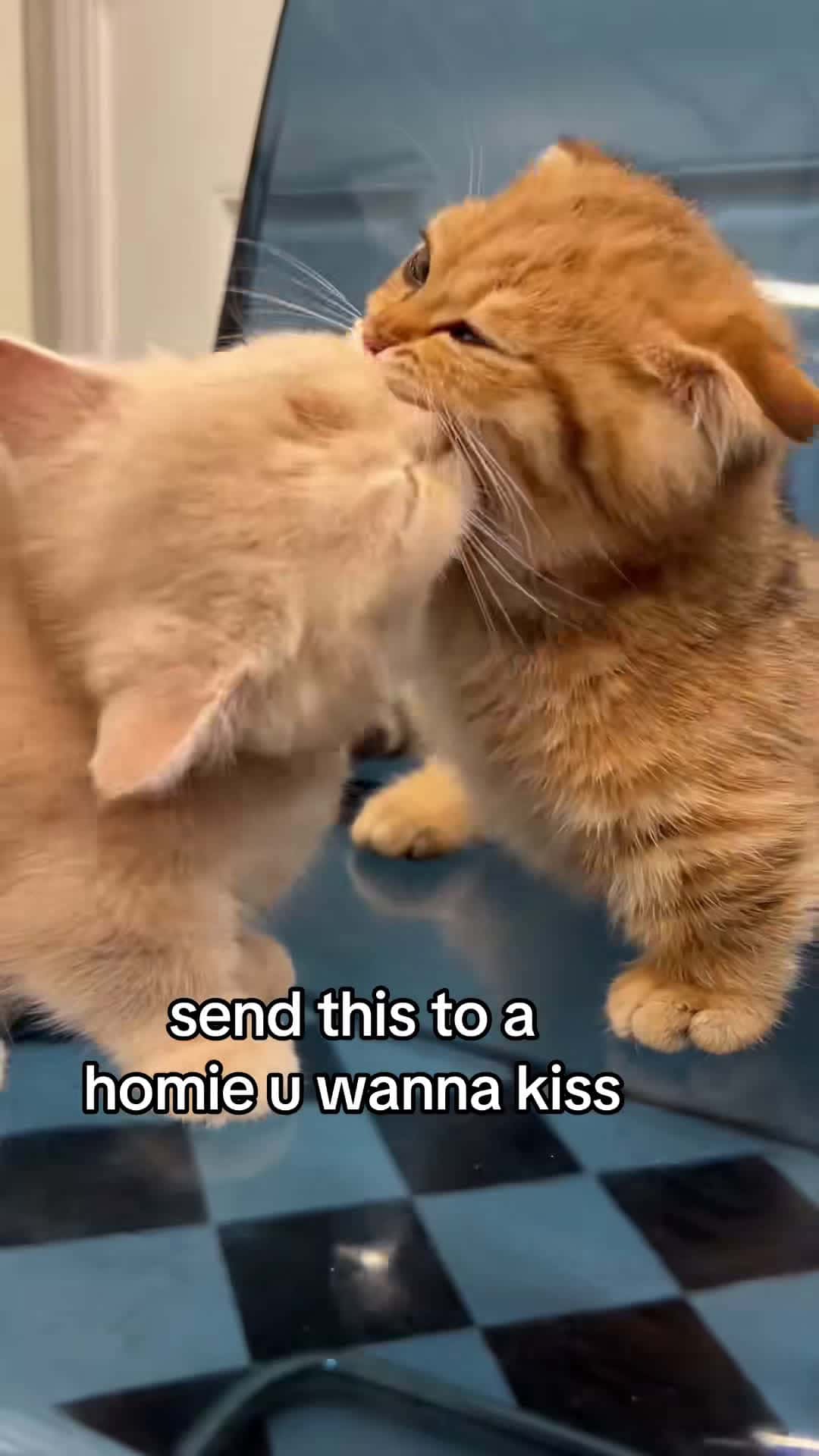 Cover for gotta kiss the homies goodnight #fyppppppppppppppppppppppp #kitten #c...
