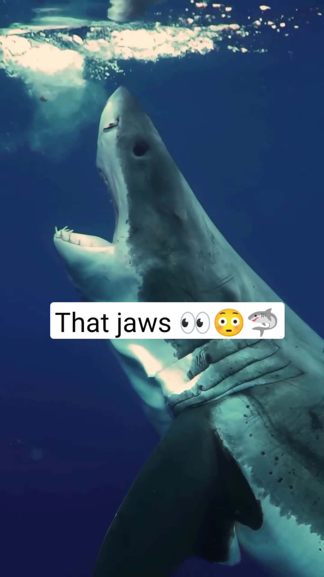 Cover for Great white shark 🦈  #ocean  #wildlife  #nature  #sea#CaughtOnCamera