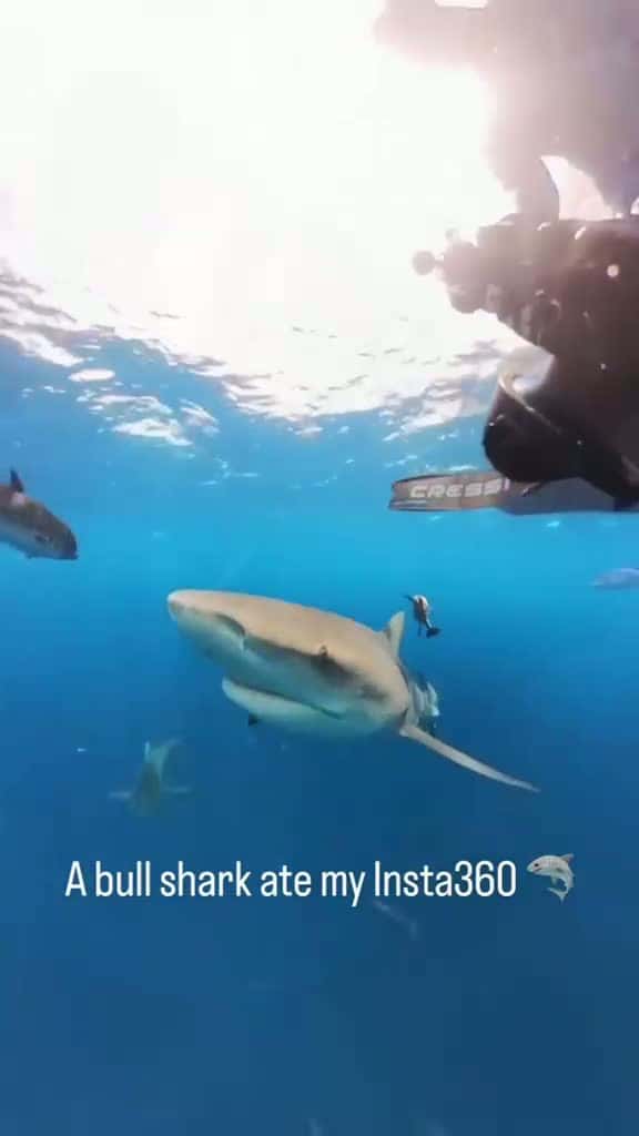 Cover for '#sharke #sharkdiving #sharkfishing #greatwhitesharkfacts #greatwhitesharkweek #greatwhiteshark #sharkeatsshark #sharkvsshark #shark #sharkysharkshark #sharkattackshark #sharkattak #sharkbait #sharks #sharkfamily #sharkshark #s...