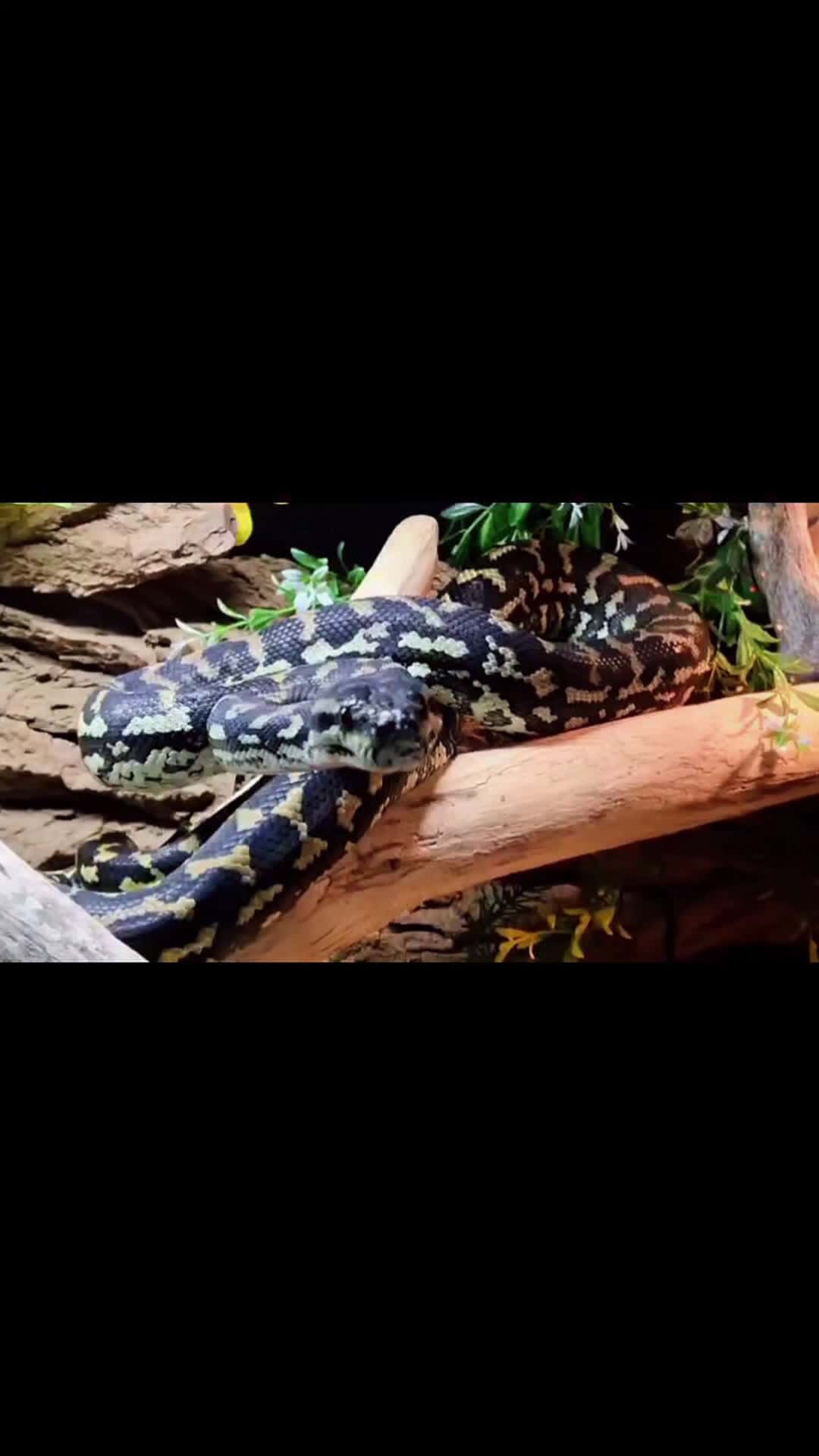 Cover for Boop The Snoot of Asmodeus Jafar My Jungle Carpet Python 🥰 #snake #reptiles #carpetpython #boopthesnoot #exoticpets #cute #Asmodeous #Jafar #jungle #carpet #python #pet 
