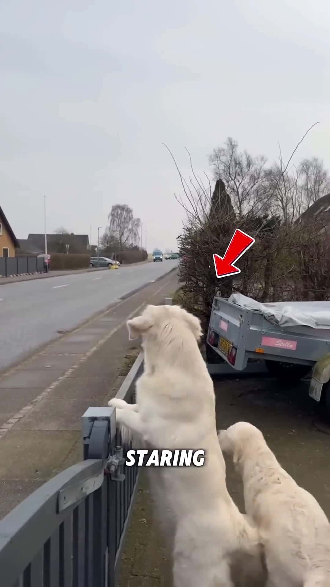 Cover for These dogs have been waiting for their owner on the street for a long time 