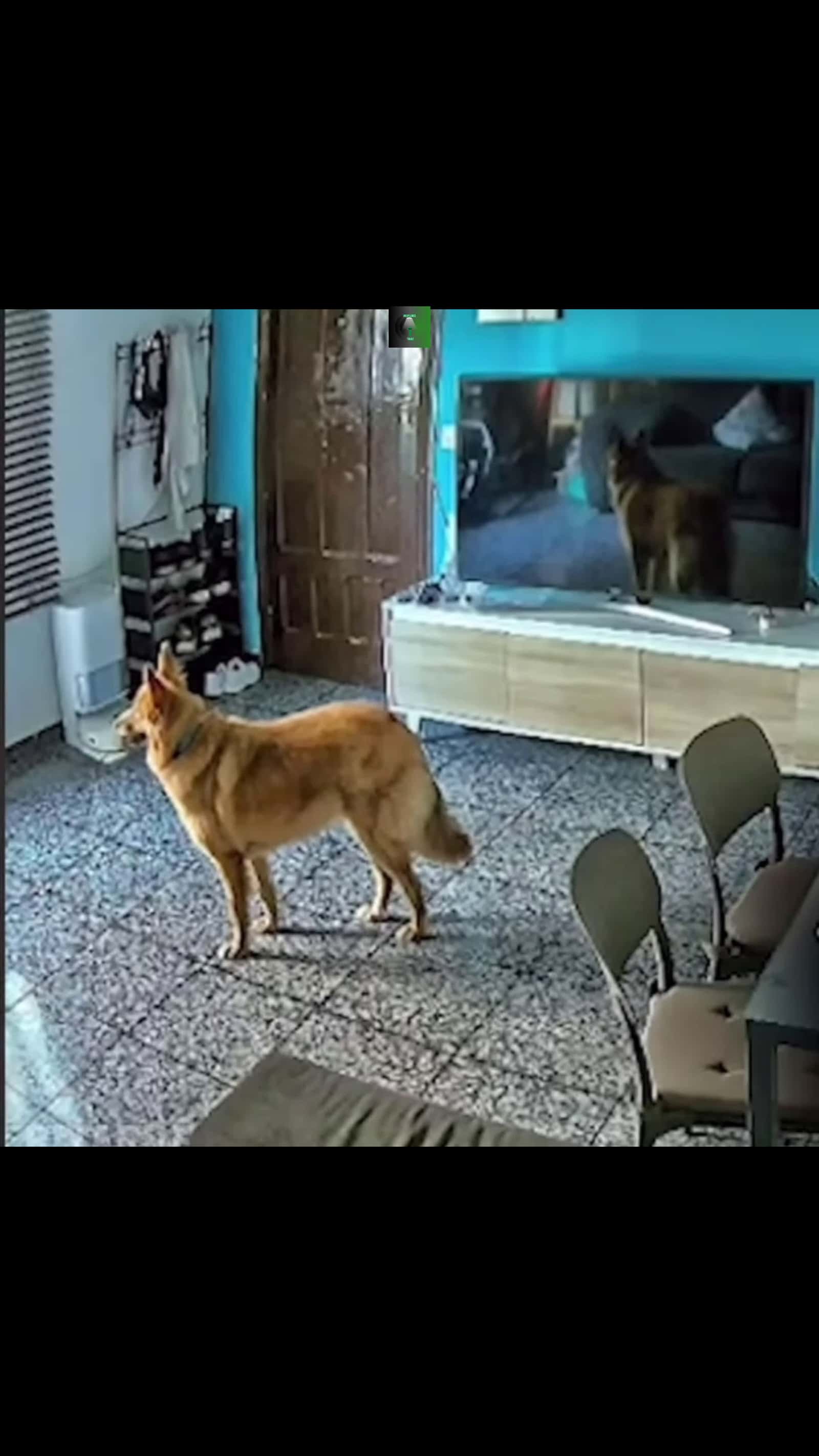 Cover for Something messing with dog😯