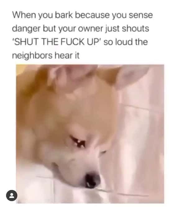 Cover for I m sorry BoseAllOut fyp imupset theuglytruth dogsoftiktok 89830 #trending