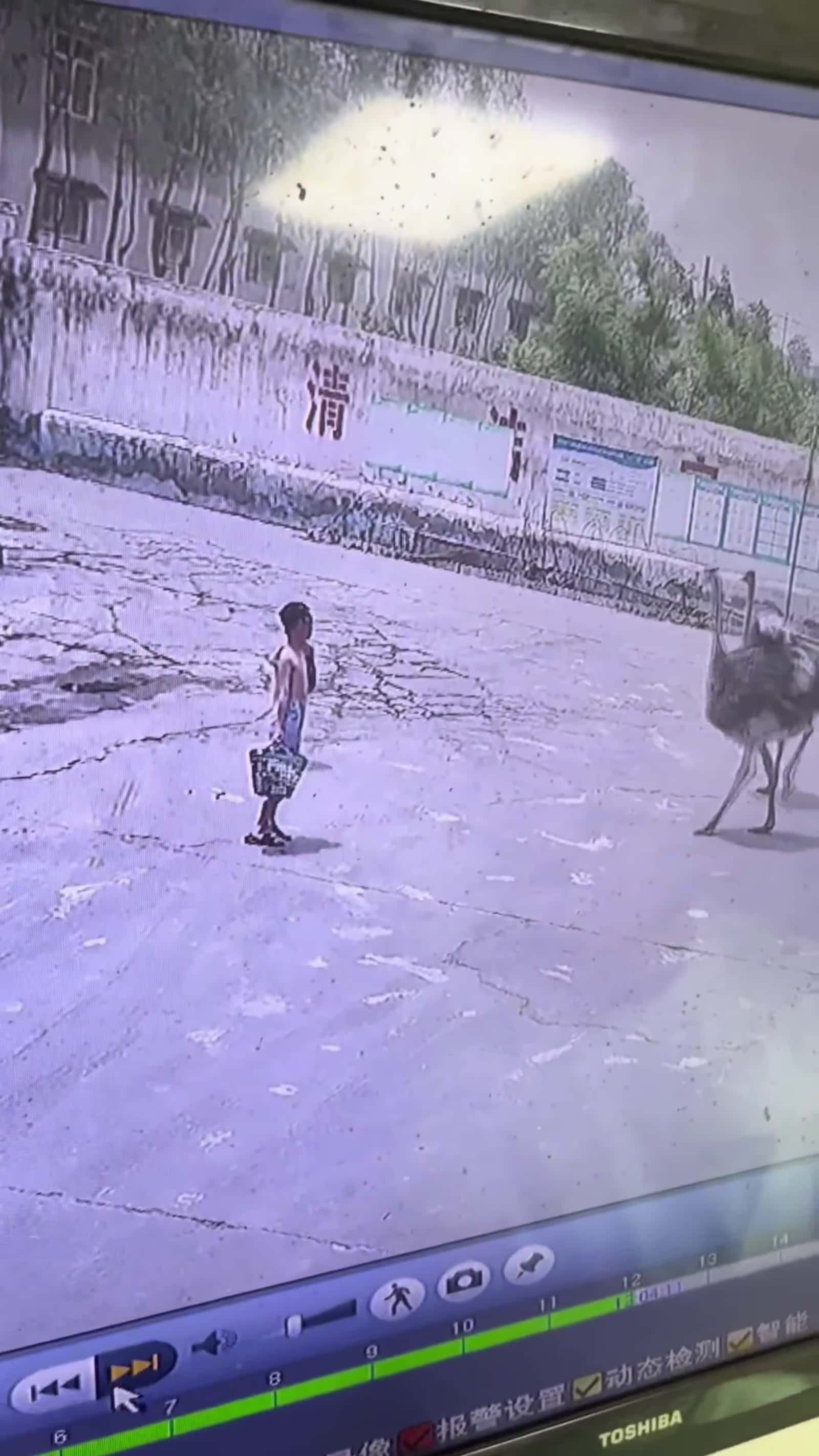 Cover for #FirstVideoChallenge Security Camera Captures Boy Politely Bowing to Ostrich.