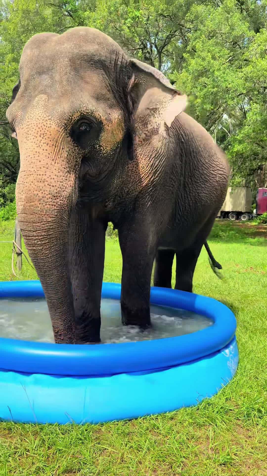 Cover for #Elephant #AnimalLover #Animal #ElephantLover #MyBestFriendIsAnElepha...