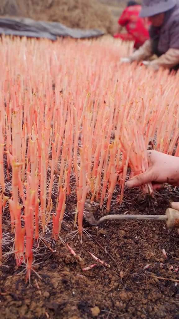 Cover for 1 minute Amazing Fruit asmr fruit fruits fyp fyp 87178 #american