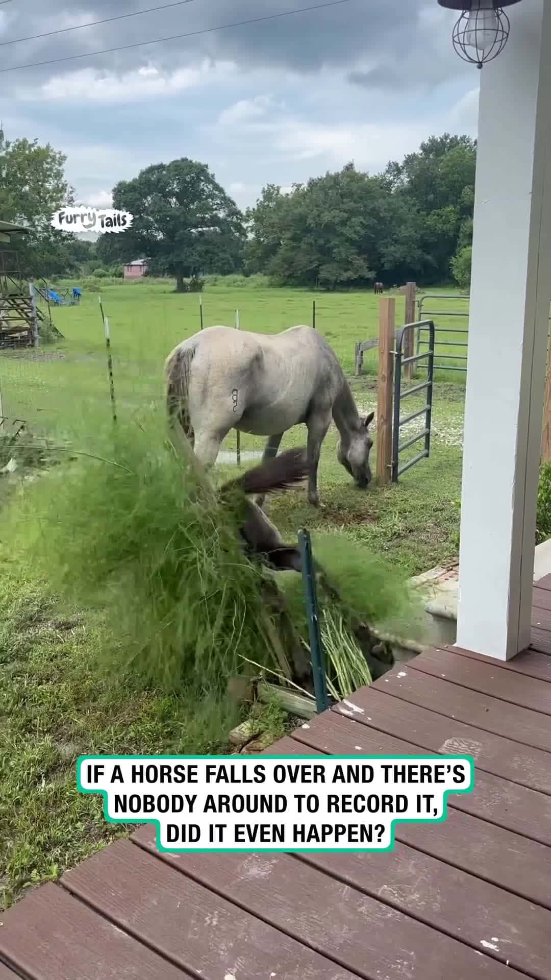 Cover for Baby horse takes a tumble