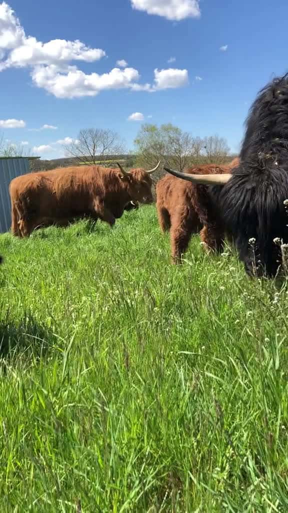 Cover for Hapiness🥰 #highlandcow #cattle #calf #family #happy #love #minicow #f...
