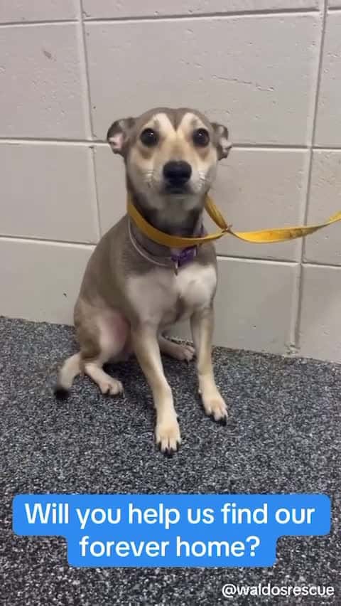 Cover for Foster a Lovable Pup at Waldos Rescue!