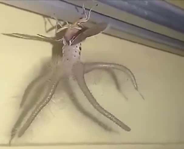 Cover for Homeowner Hari Toae noticed the 'alien-like' being scurrying across the ceiling in Bali last month. #CaughtOnCamera
