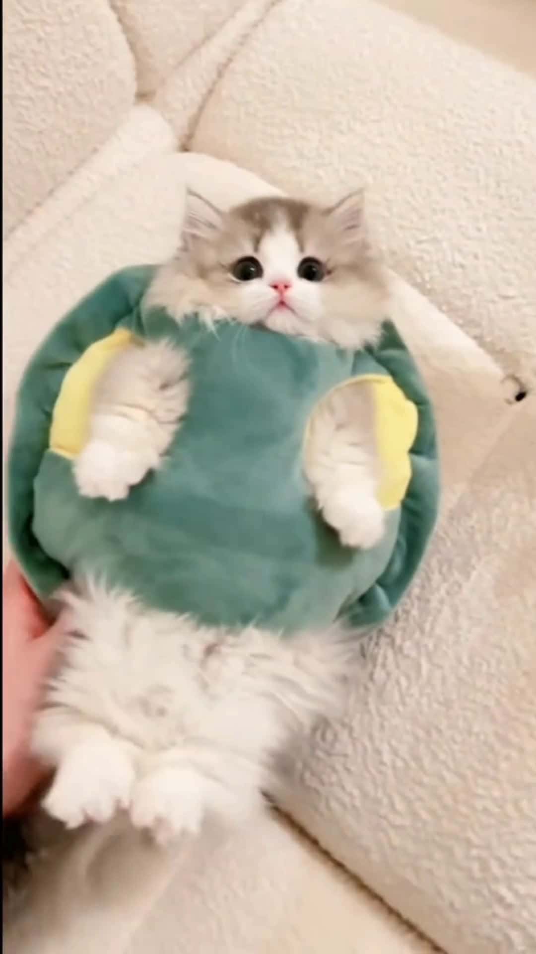 Cover for Combine the cuteness of the cat. 😻 Anyone who sees it, the heart melts #cutepet #lovely #fyp #likes 