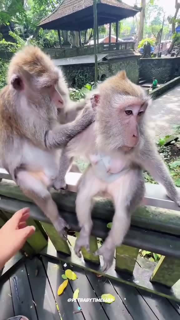 Cover for Monkey :i need legal assistance #funny #fyp #cute #crazy #monkey