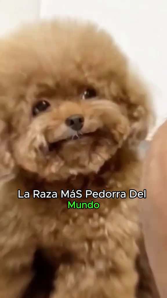 Cover for dogsoftiktok dog cute poodle pet cute fyp usa tiktok 77982 #ilovescoopz