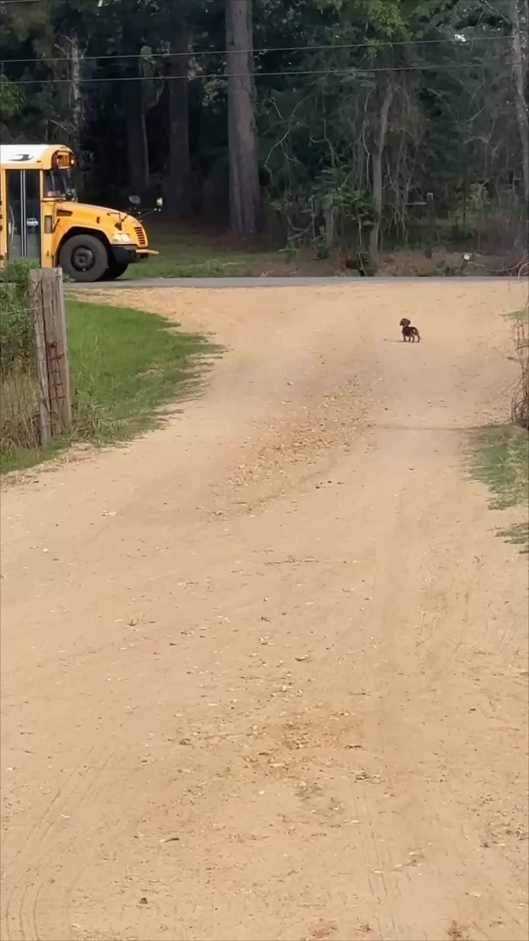 Cover for #FirstVideoChallenge Tiny Dog Greets Girl at the End of the Driveway After School.