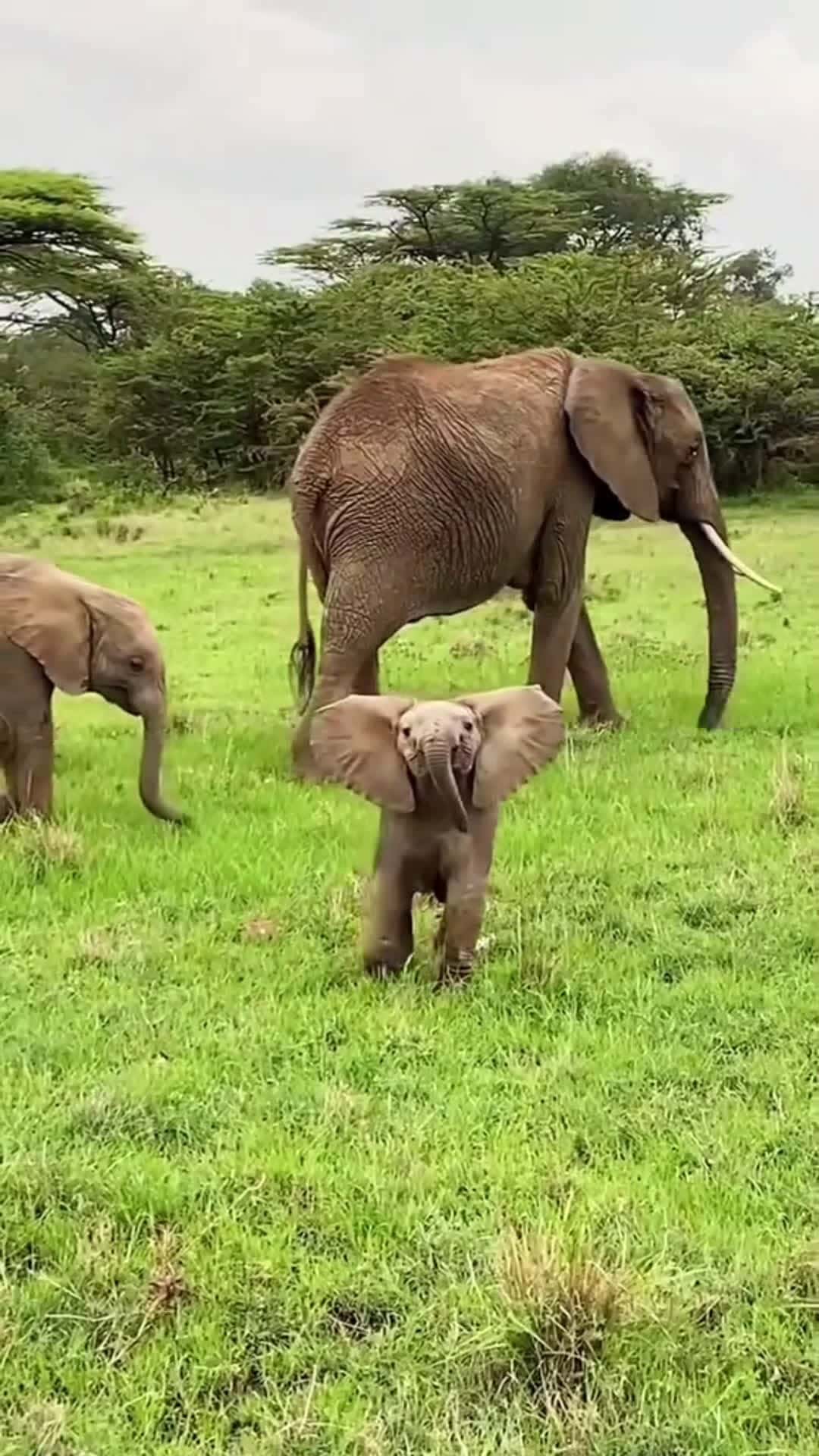 Cover for Cute Elephant  #animals  #wildlife  #elephant  #cuteelephants  #funny  #viral  #video 