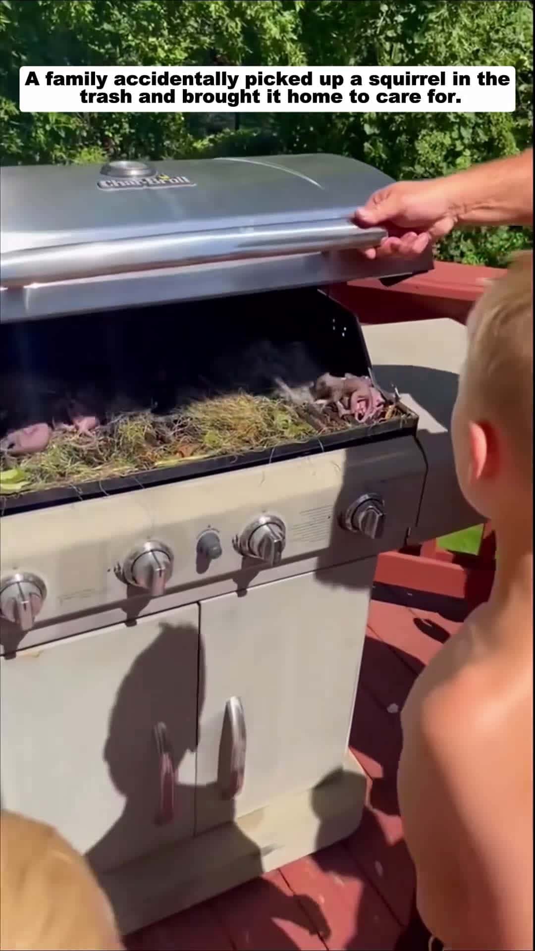 Cover for A family accidentally picked up a squirrel in the trash and brought it home animalshorts