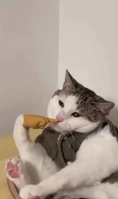 Cover for So need these for my cat #cats #cathands #funny 