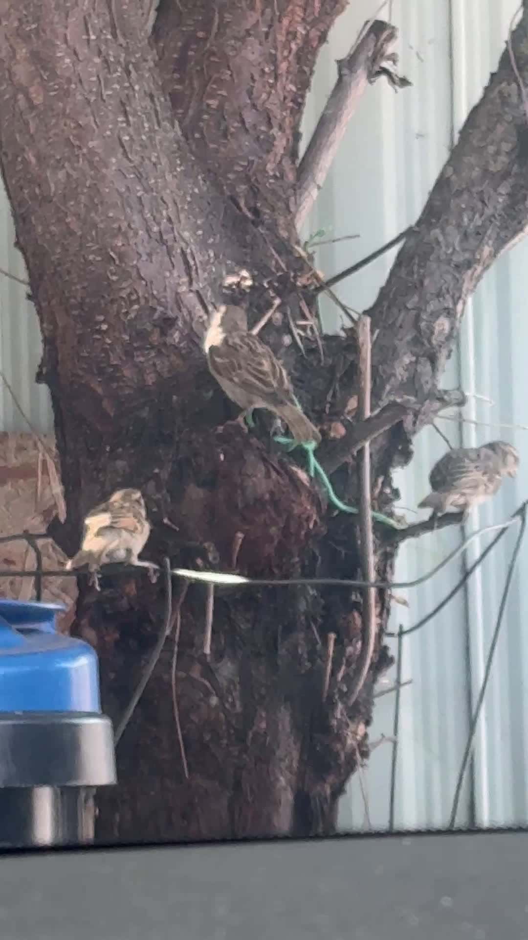 Cover for #birds #eating #chilling