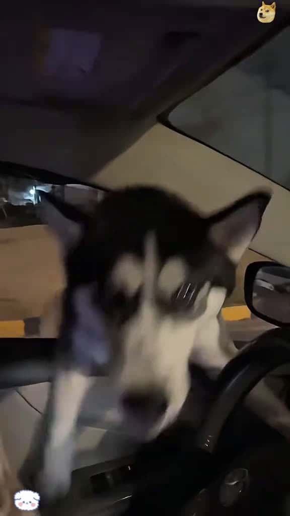 Cover for Funny dramatic husky usa tik funny funnytitok foryou fyp dog dogsoftiktok lovely 85087 #shortvideos