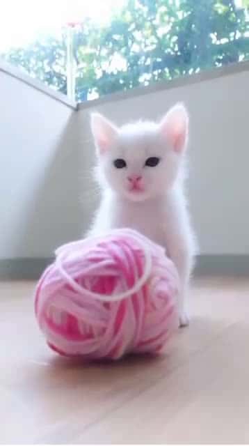 Cover for sIeeeepppyyyy kittyyy