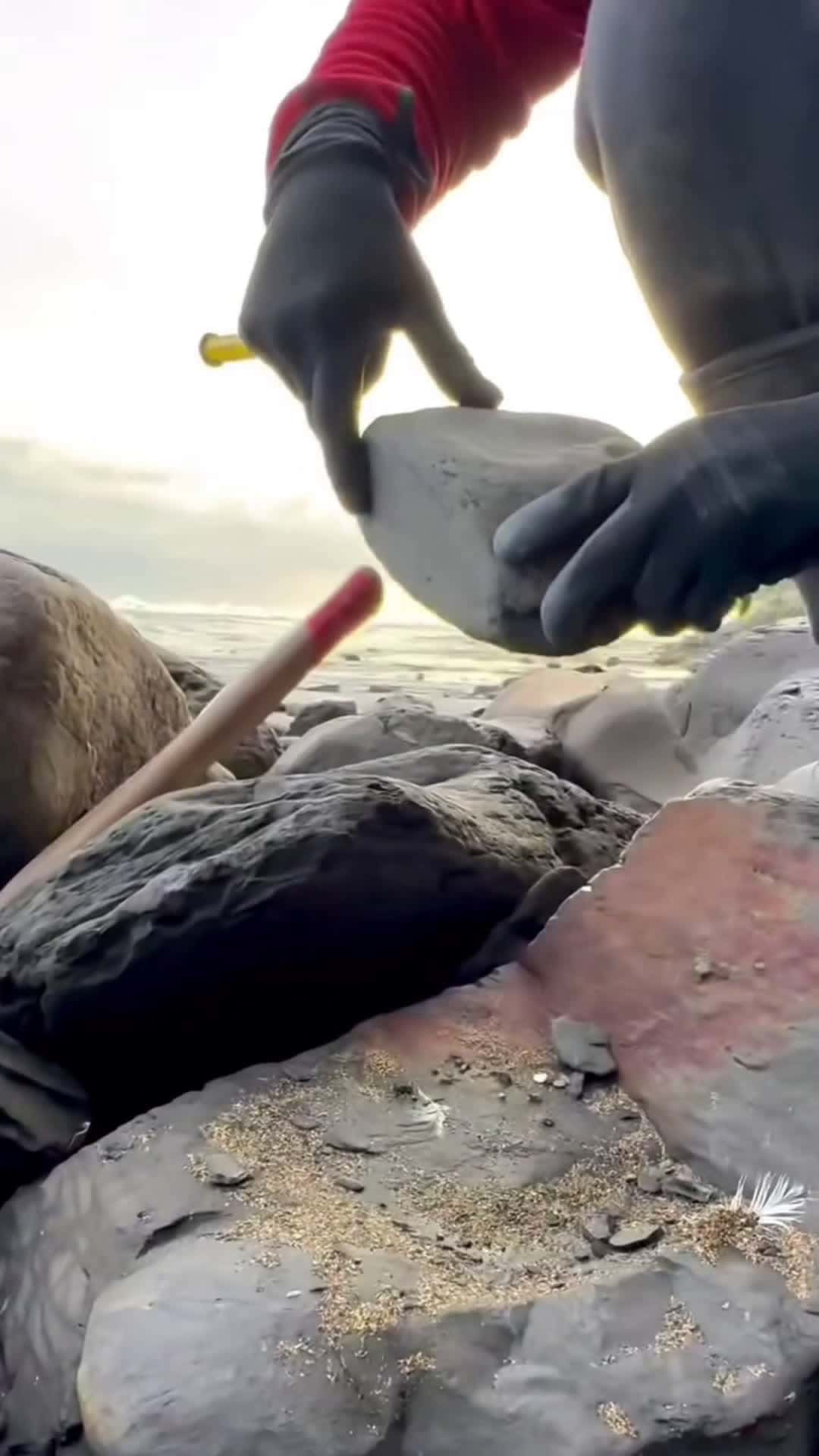 Cover for We found this hidden under a huge boulder! 🏝️ This must have been buried by the boulder many tides ago 🌊 Hopefully we make another exciting find like like this one soon! 🌅 For ammonite rocks to crack open, 