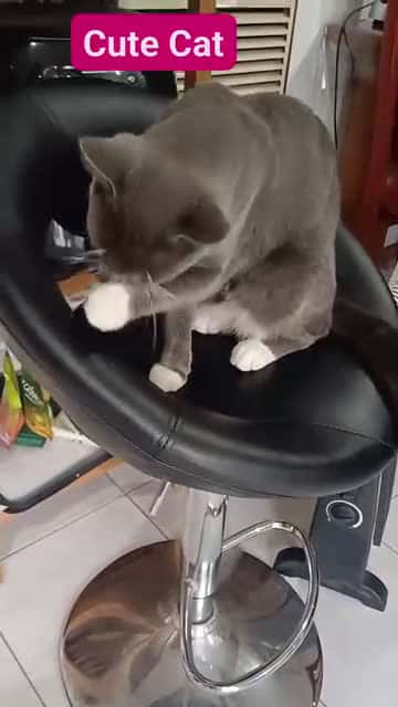 Cover for Cute cat being cuter #cat #cutecat #catvideos