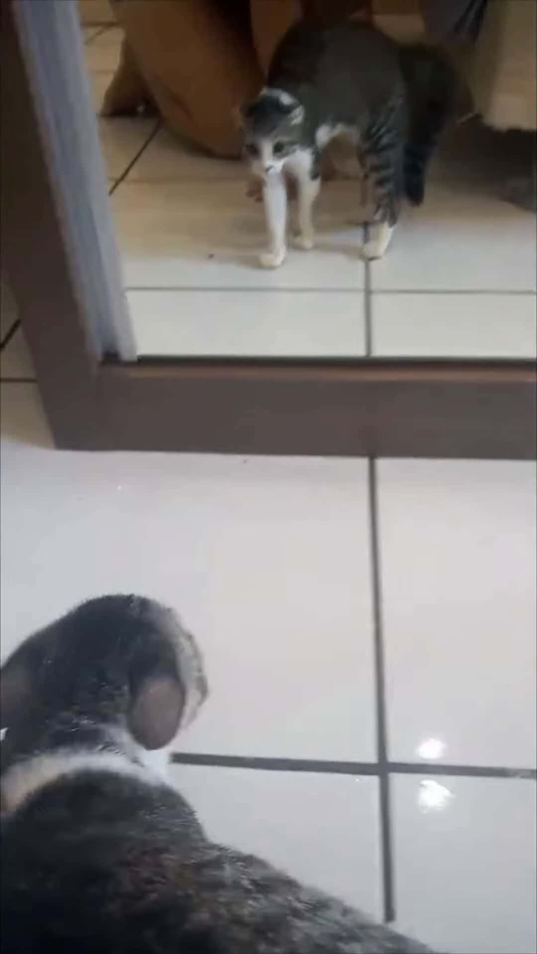 Cover for #CaughtOnCamera Cat Slaps Its Mirror Reflection.