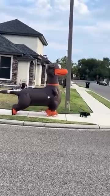 Cover for This infIatabIe dachshund costume