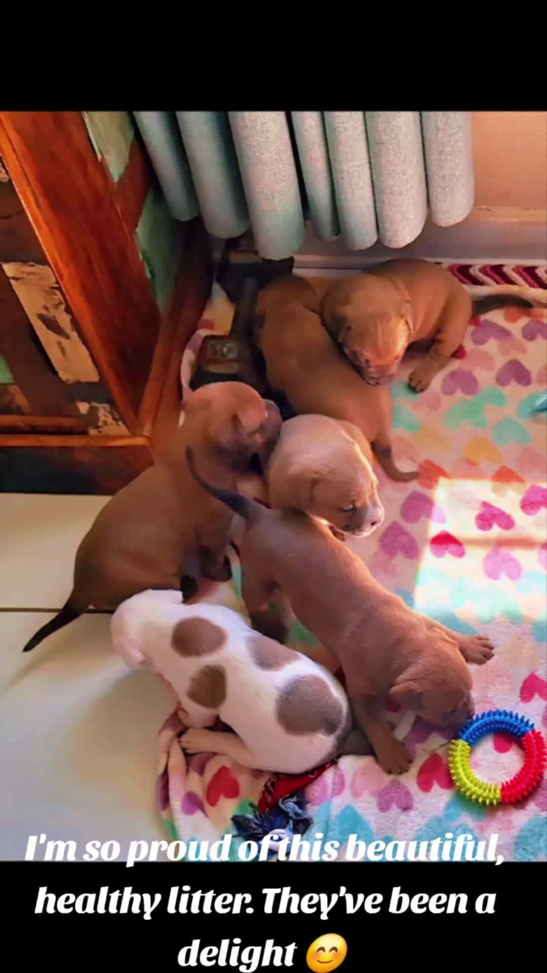 Cover for Money can buy you a fine dog, but only love can make him wag his tail. ❤️#dog #pupsoftiktok #viral #love #fyp