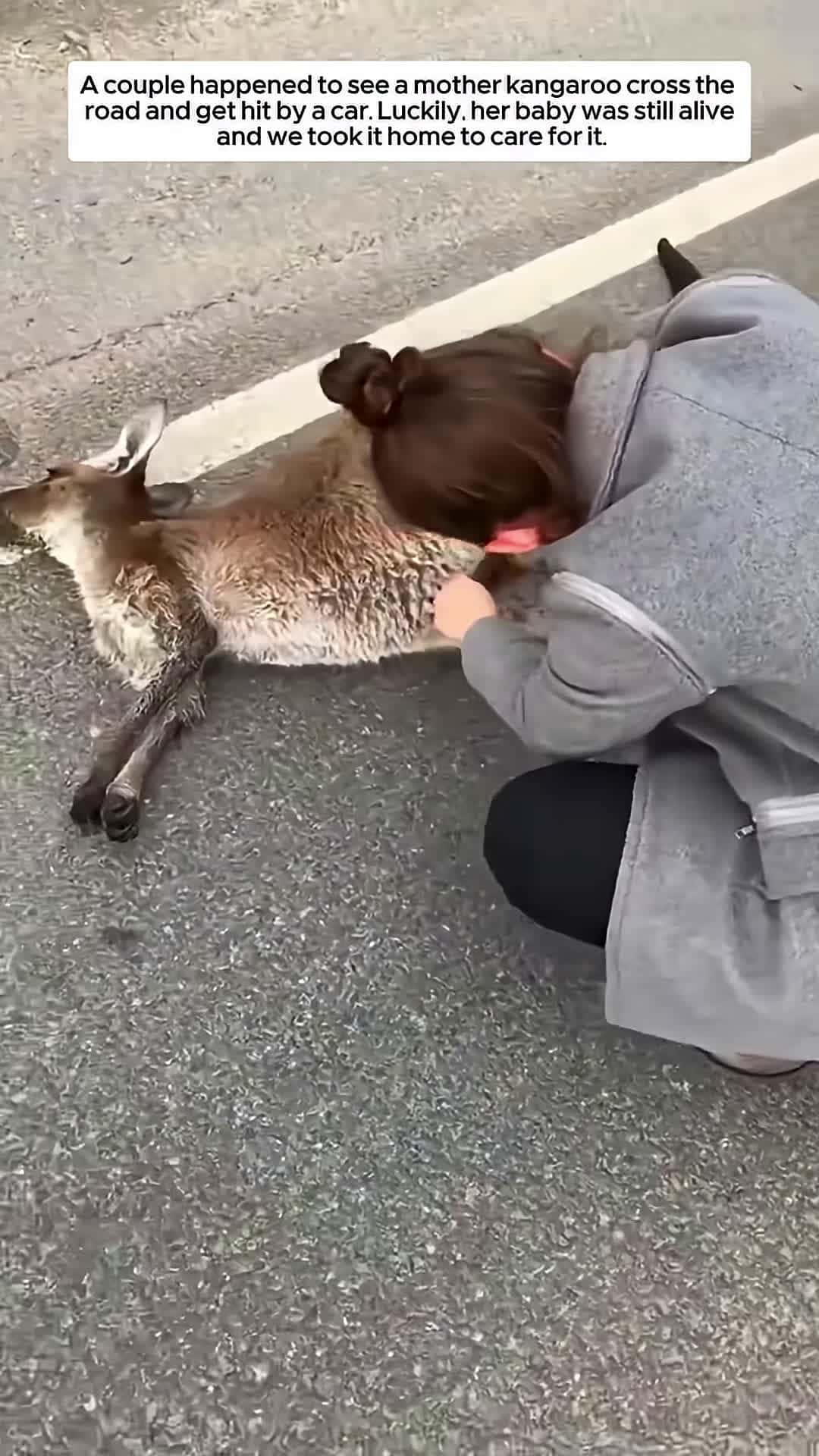 Cover for A couple accidentally saw a mother kangaroo cross the road and get hit by a car and then