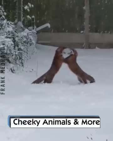 Cover for Cheeky Animals & More