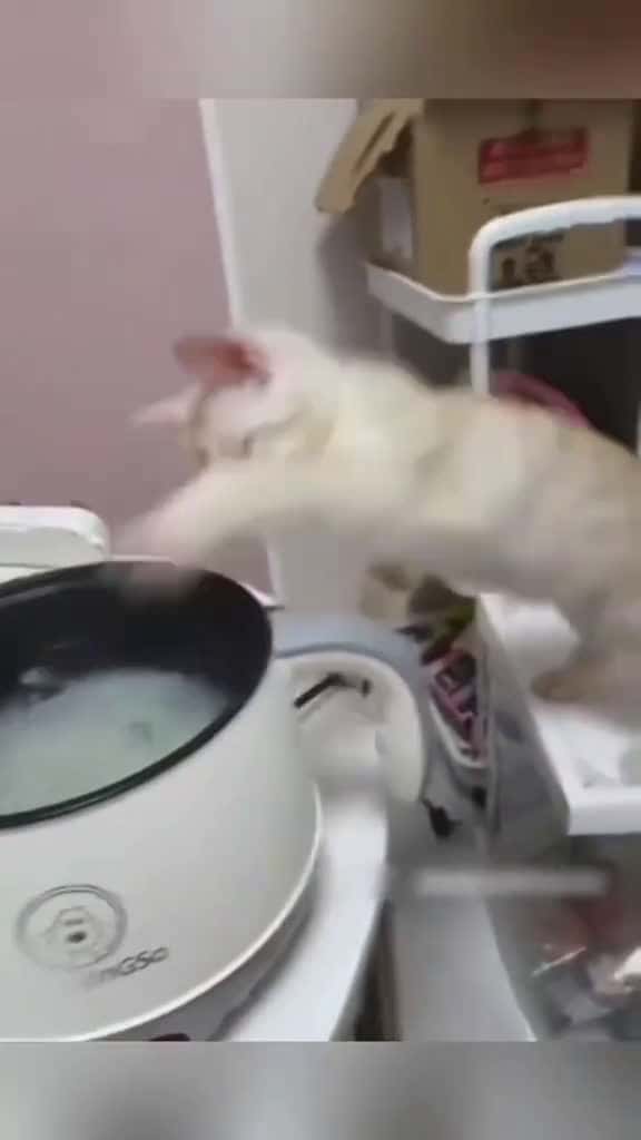 Cover for 🤣🤣🤣🤣my cat is crazy