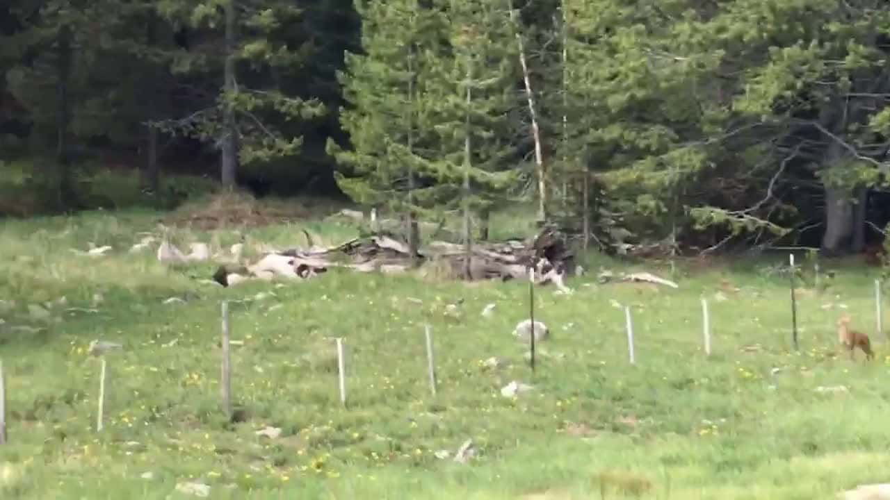 Cover for Fawn hopping near the fence