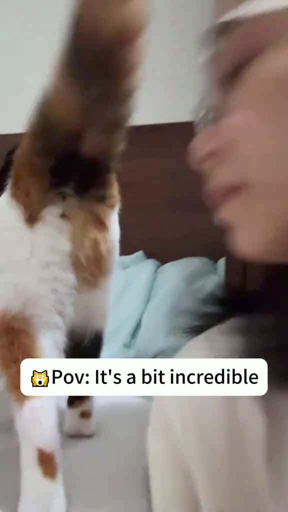 Cover for Cats hate being kissed. cat catsoftiktok cats 09119 #trendingscoopz