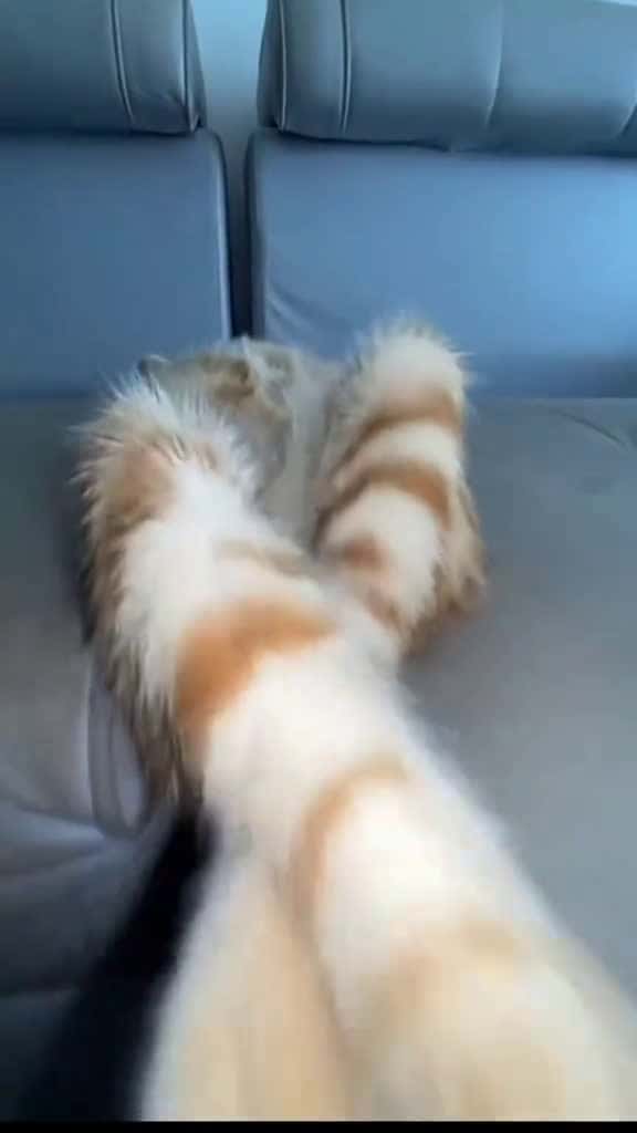 Cover for catsoftiktok catlover kucinglucu kucingimut kucingku foryou fyp tiktok viral kuci 96038 #ilovescoopz